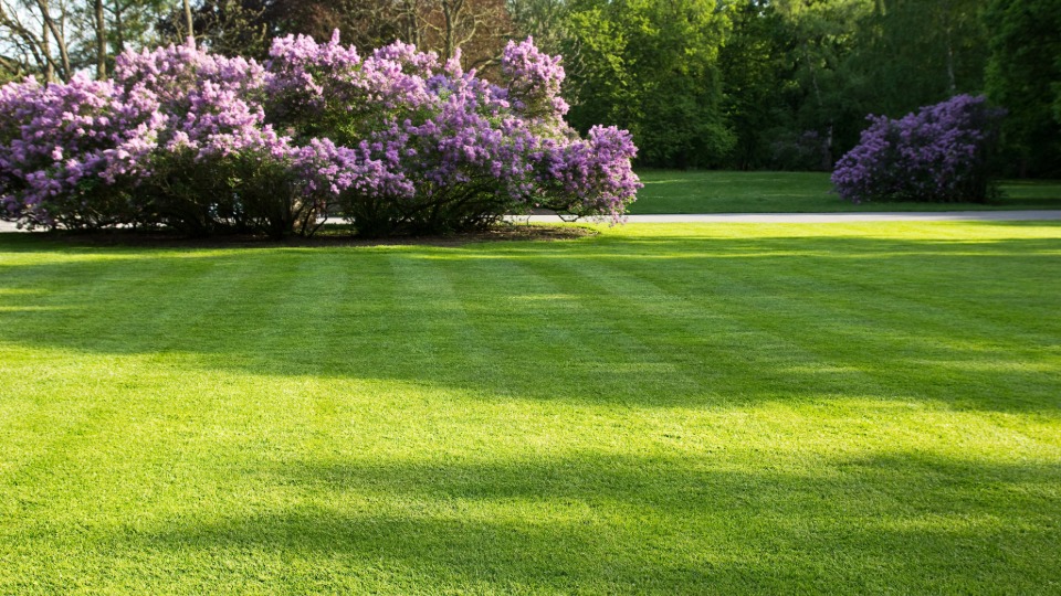 lawncare beautiful lawn in east greenwich ri